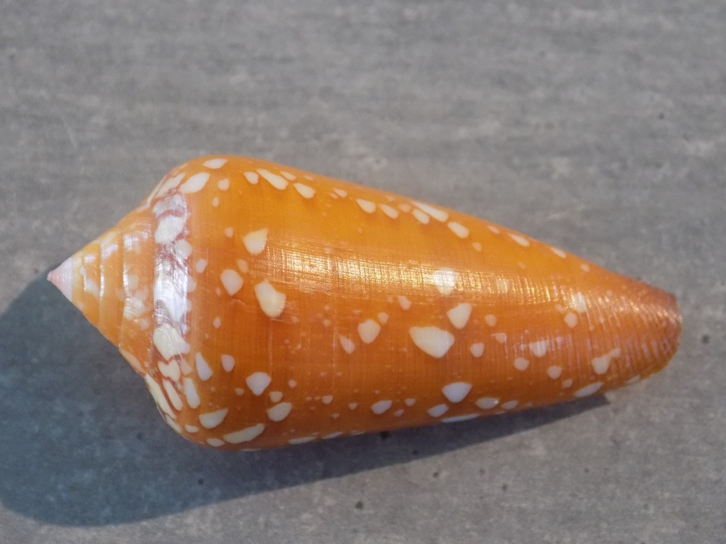 CONIDAE DARIOCONUS CROCATUS