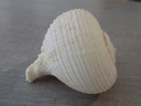 MURICIDAE RAPA RAPA