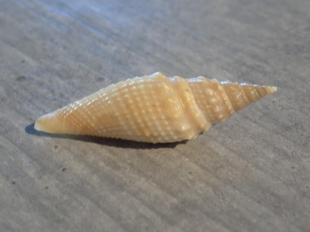 BORSONIDAE GENOTA MITRIFORMIS