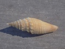 BORSONIDAE GENOTA MITRIFORMIS