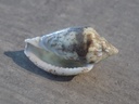 MARGINELLIDAE GLABELLA DENTICULA