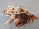 MURICIDAE CHICOREUS BREVIFRONS