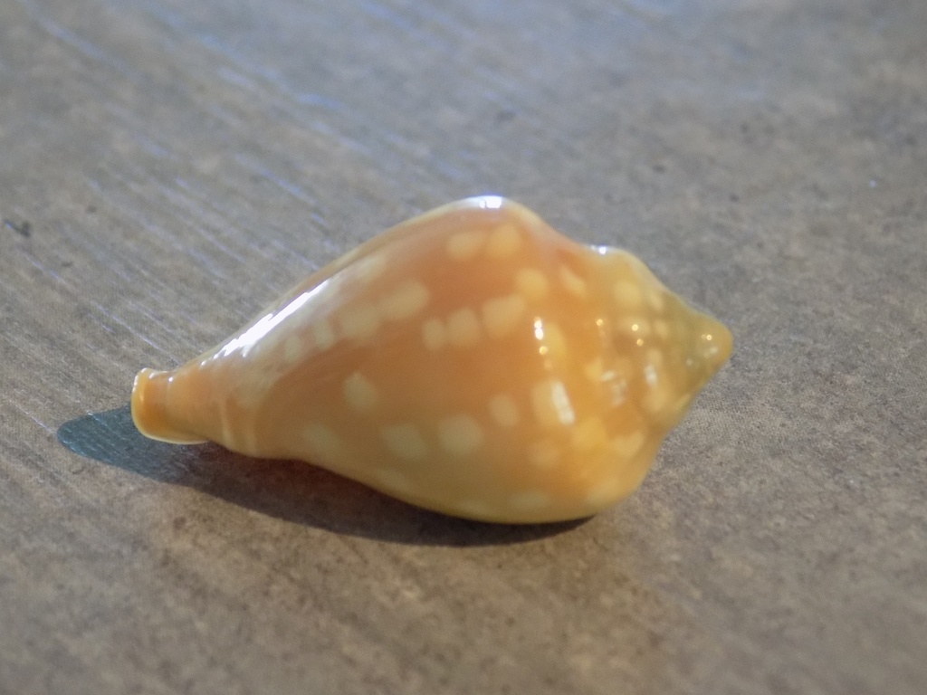 MARGINELLIDAE MARGINELLA GOODALLI