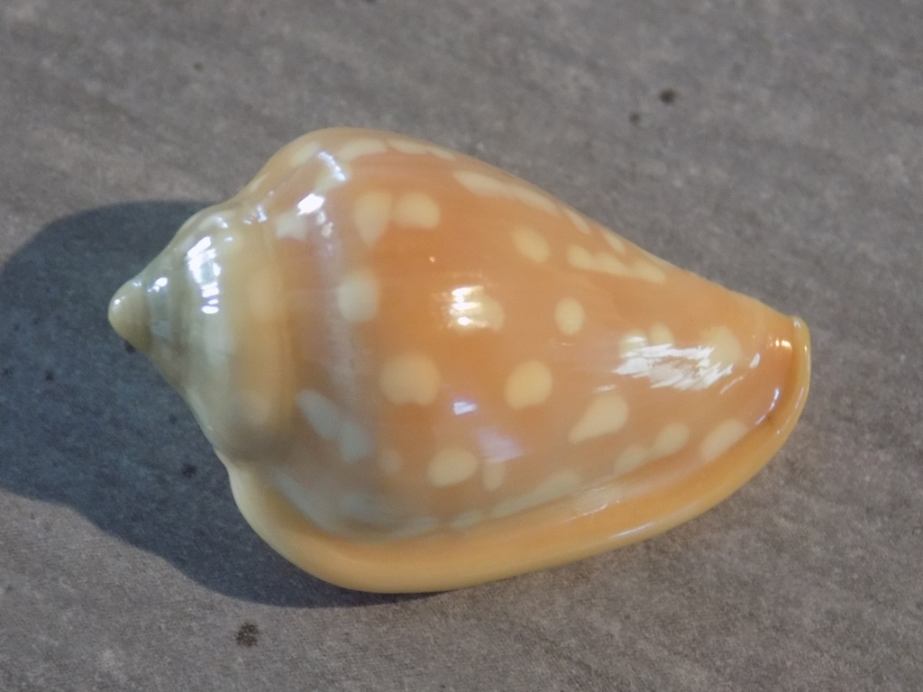 MARGINELLIDAE MARGINELLA GOODALLI