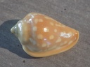 MARGINELLIDAE MARGINELLA GOODALLI