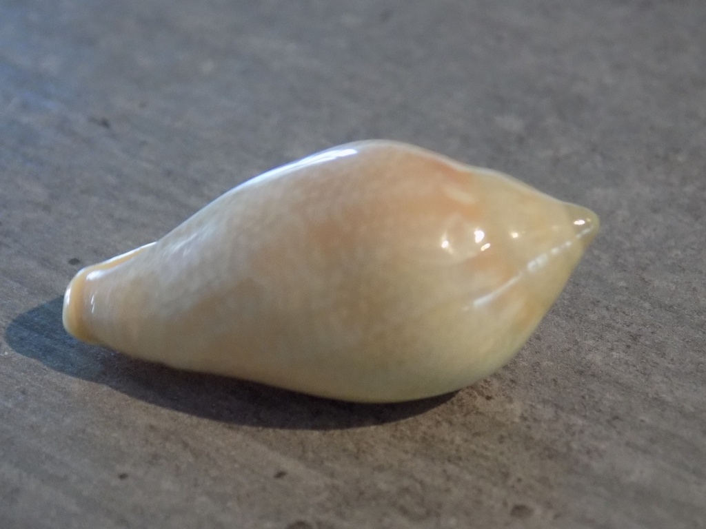 MARGINELLIDAE MARGINELLA IRRORATA