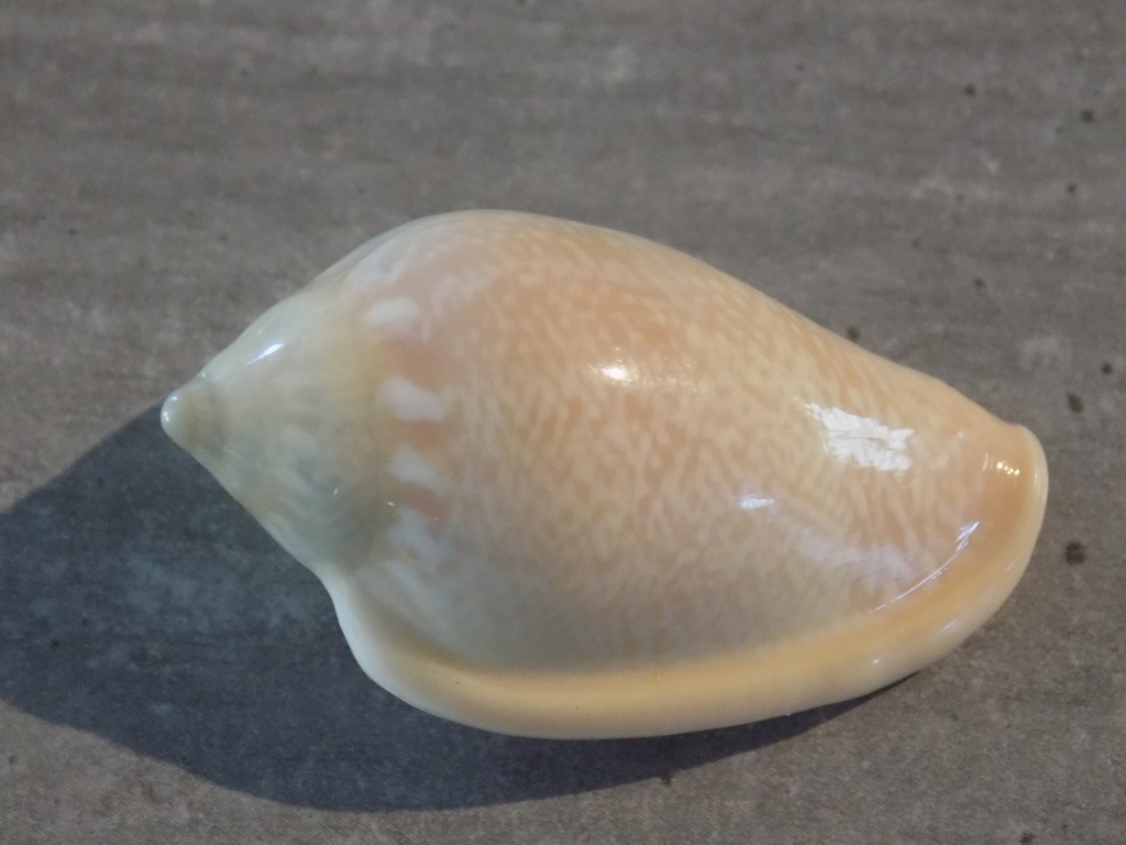 MARGINELLIDAE MARGINELLA IRRORATA