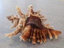 MURICIDAE CHICOREUS BREVIFRONS