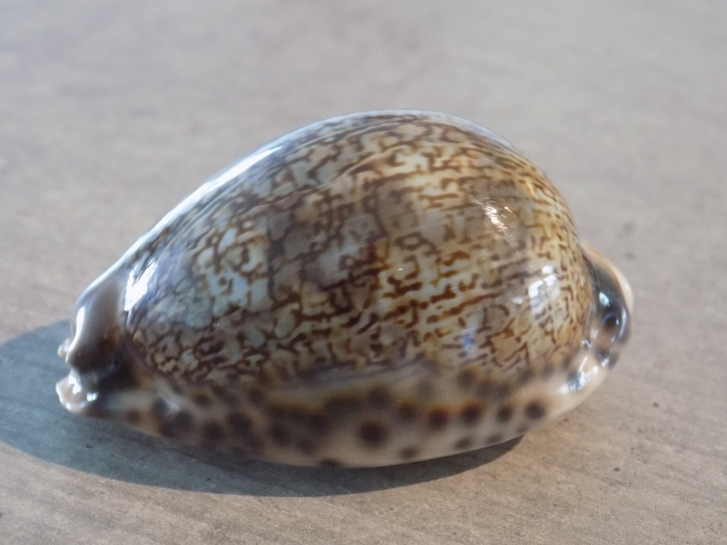 CYPRAEA MAURITIA GRAYANA XL