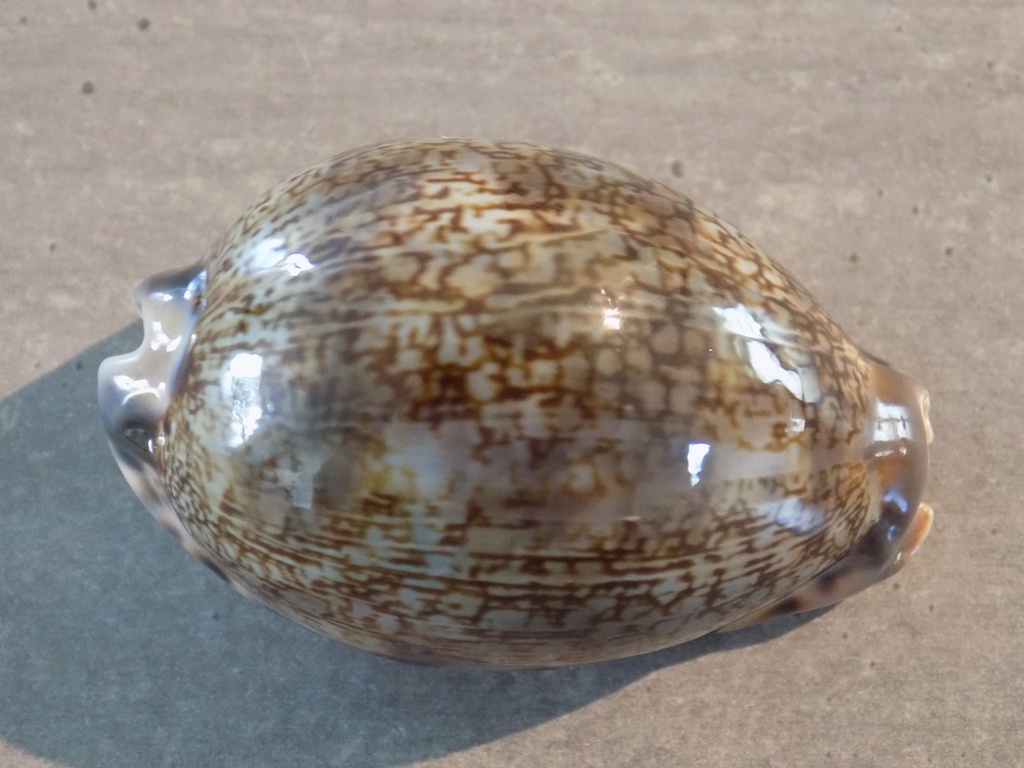 CYPRAEA MAURITIA GRAYANA XL