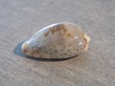 CYPRAEA ZONARIA SANGUINOLENTA XL 