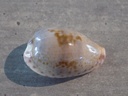 CYPRAEA ZONARIA SANGUINOLENTA XL 