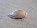 CYPRAEA ZONARIA SANGUINOLENTA 