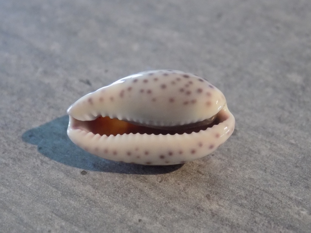 CYPRAEA ZONARIA SANGUINOLENTA 