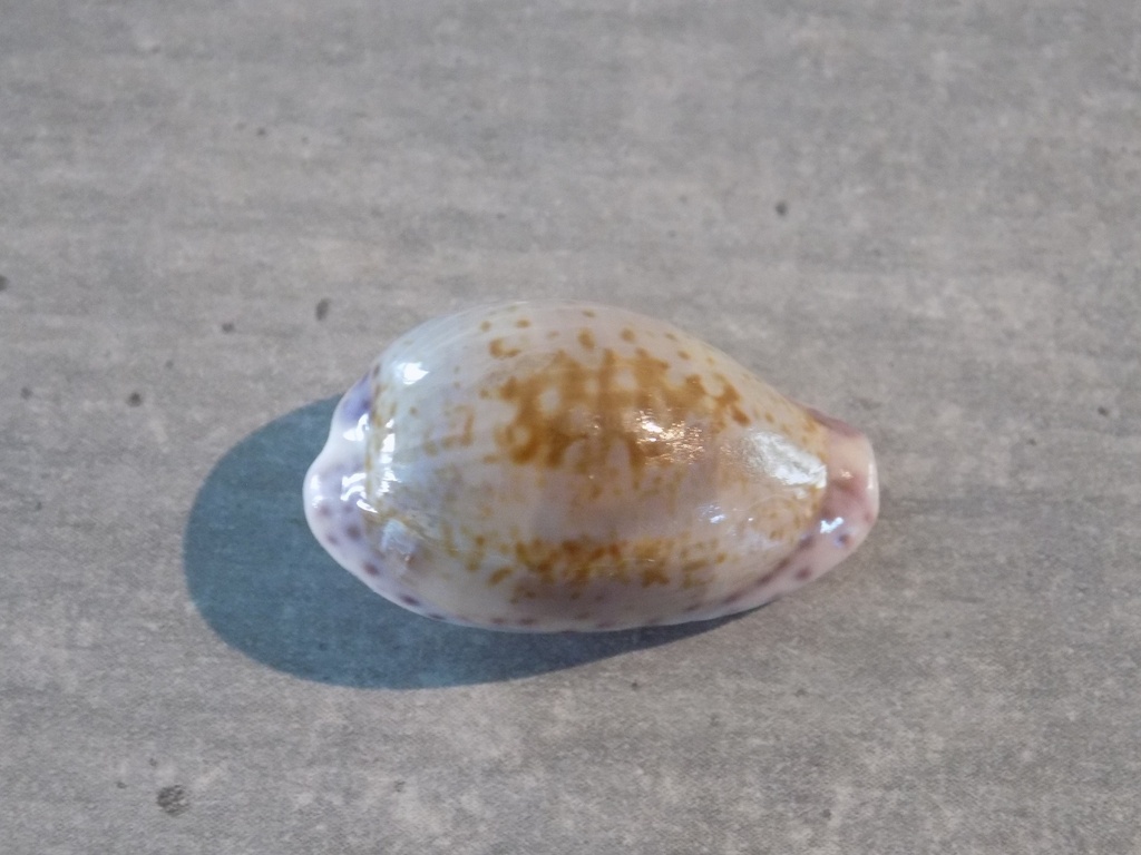 CYPRAEA ZONARIA SANGUINOLENTA 