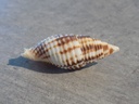 MITRIDAE NEBULARIA FERRUGINEA