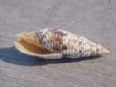 MITRIDAE NEOCANCILLA PAPILIO