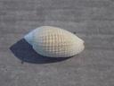 MITRIDAE PTERYGIA FENESTRATA