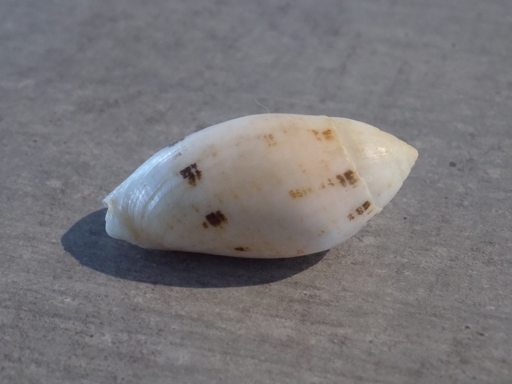 MITRIDAE PTERYGIA NUCEA 