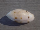 MITRIDAE PTERYGIA NUCEA 