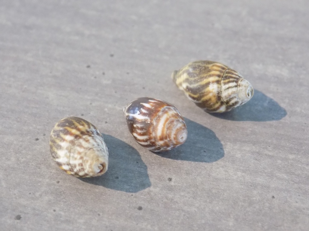 MITRIDAE STRIGATELLA PAUPERCULA lot3u