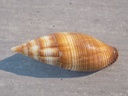 MITRIDAE STRIGATELLA AMBIGUA