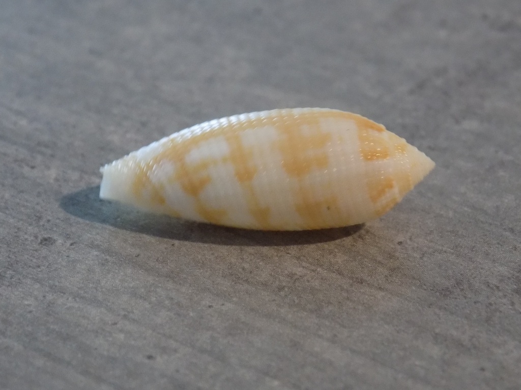 MITRIDAE PTERYGIA CRENULATA