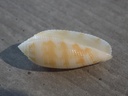 MITRIDAE PTERYGIA CRENULATA