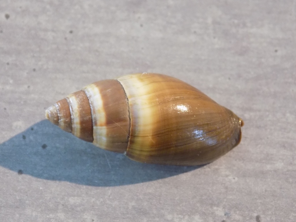 MITRIDAE MITRA SCUTULATA