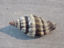 COSTELLARIIDAE VEXILLUM RUGOSUM