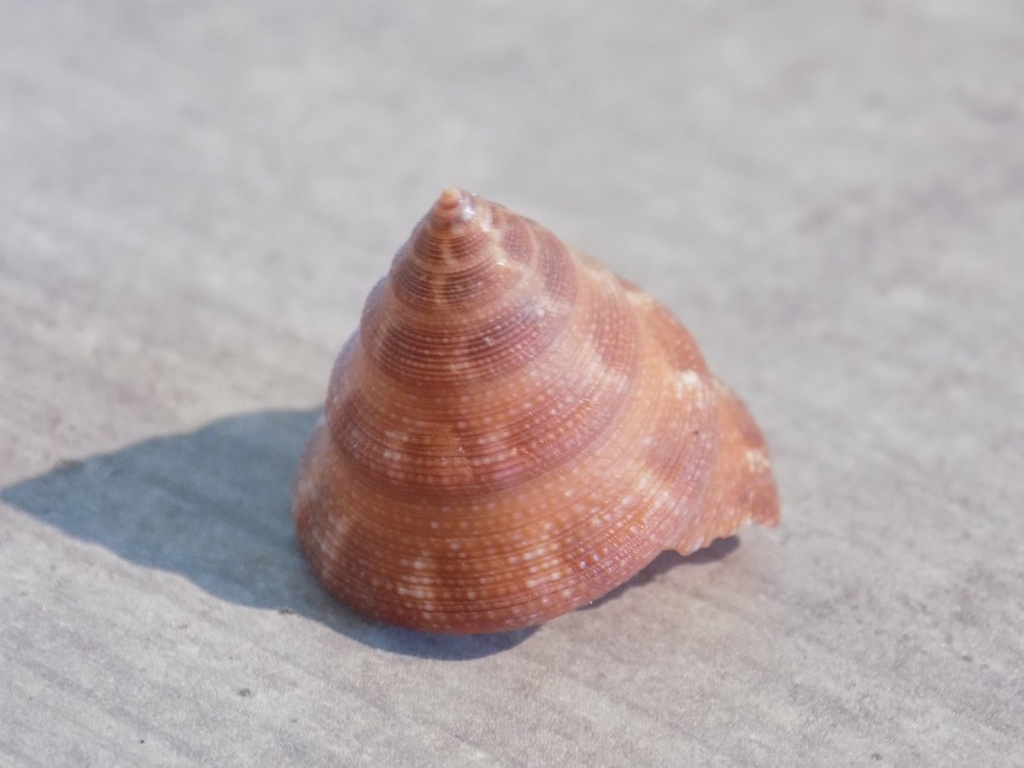 CALLIOSTOMATIDAE CALLIOSTOMA JUJUBINUM