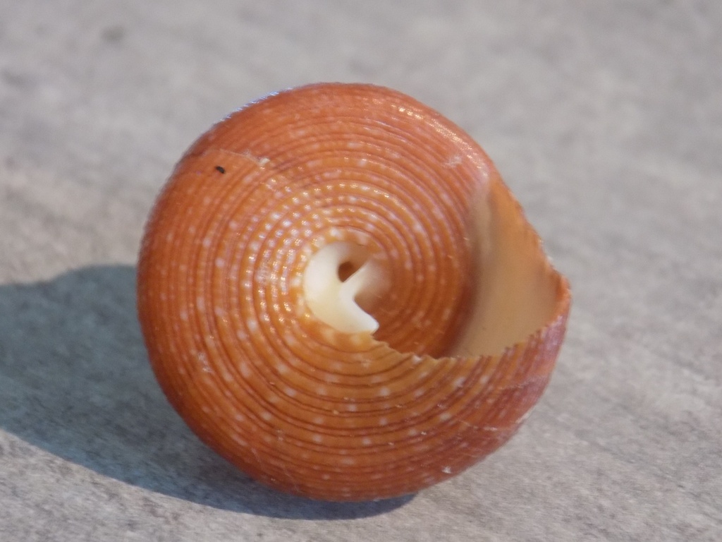 CALLIOSTOMATIDAE CALLIOSTOMA JUJUBINUM