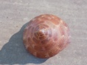 CALLIOSTOMATIDAE CALLIOSTOMA JUJUBINUM