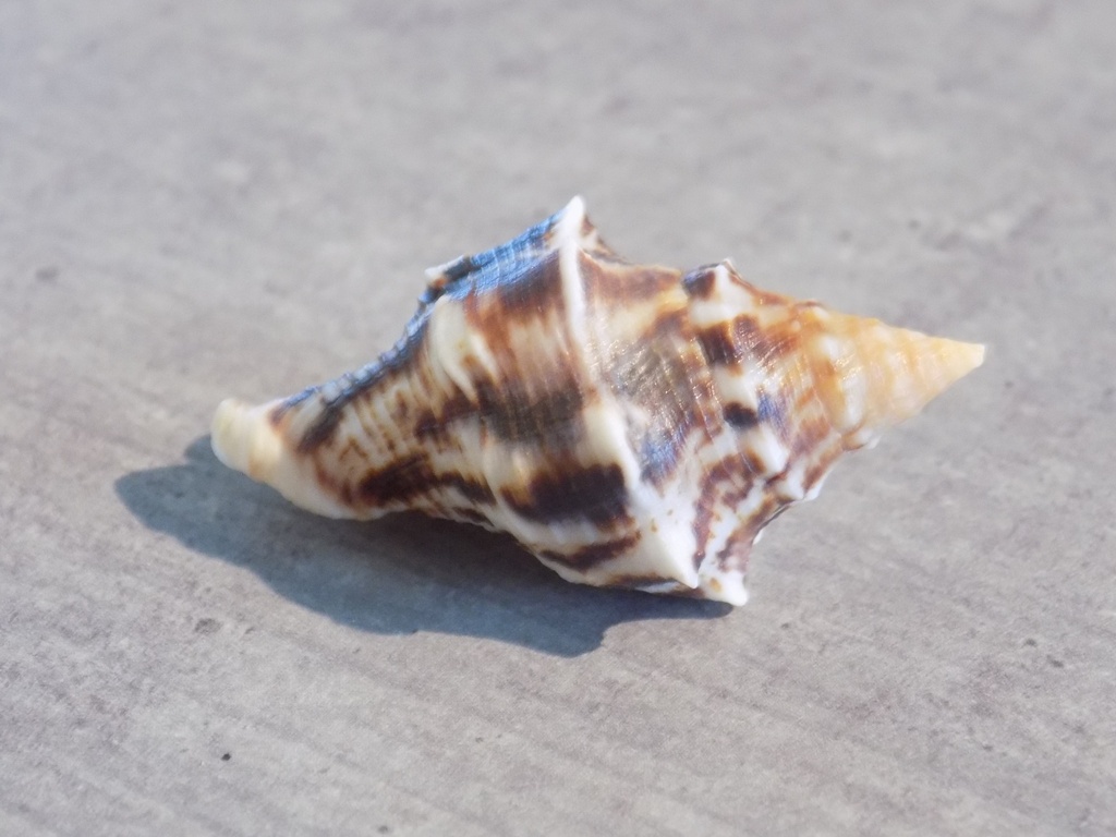 BUCCINIDAE EUTHRIA ARACANENSIS