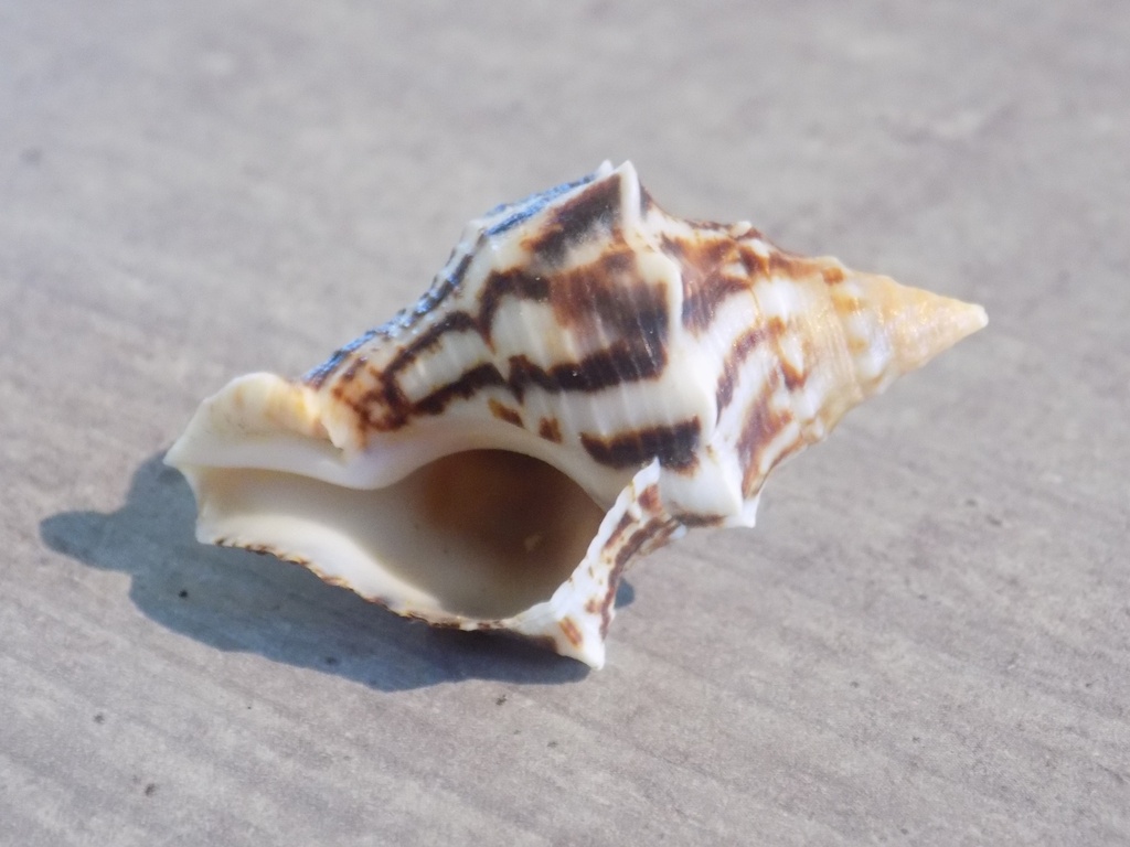 BUCCINIDAE EUTHRIA ARACANENSIS