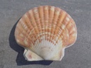 PECTINIDAE ANNACHLAMPS STRIATULA