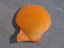 PECTINIDAE LAVICHLAMYS SQUAMOSA