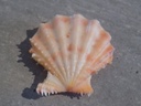 PECTINIDAE MIMAPECTEN RASTELLUM