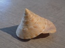 CALLIOSTOMATIDAE CALLIOSTOMA FORMOSENSE 