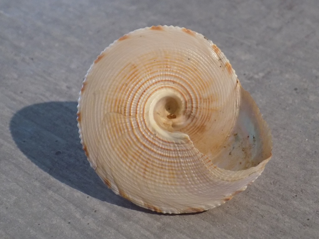 CALLIOSTOMATIDAE CALLIOSTOMA FORMOSENSE 