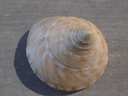 CALLIOSTOMATIDAE CALLIOSTOMA FORMOSENSE 