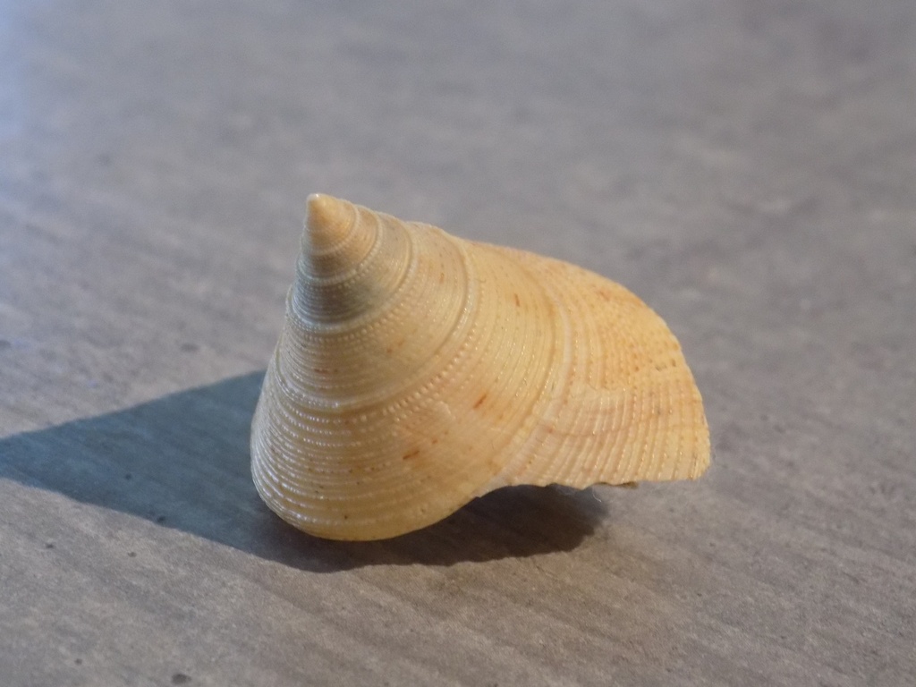 CALLIOSTOMATIDAE CALLIOSTOMA GRANULATUM