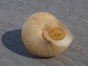 CALLIOSTOMATIDAE CALLIOSTOMA GRANULATUM