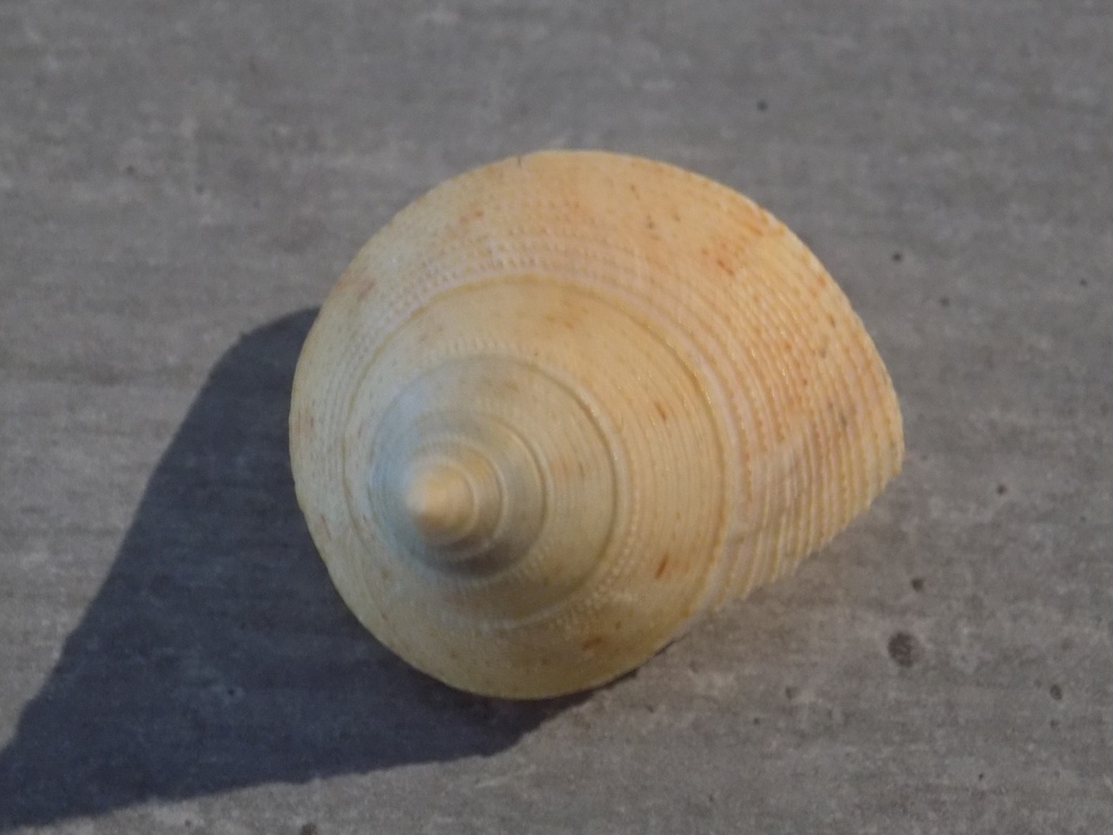 CALLIOSTOMATIDAE CALLIOSTOMA GRANULATUM