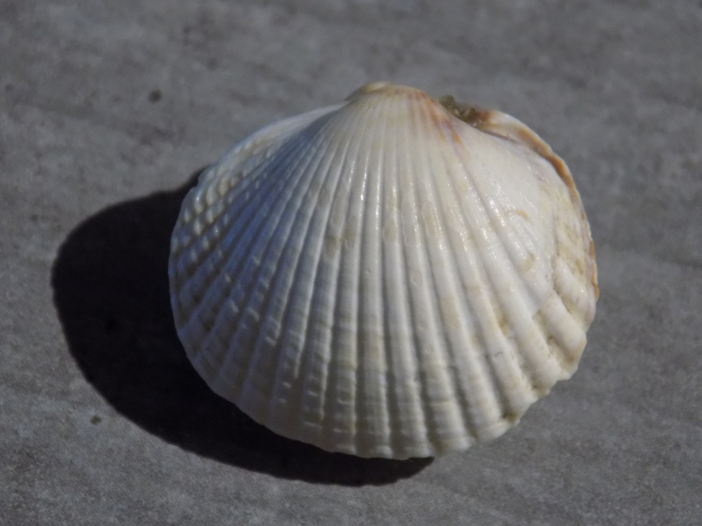 CARDIIDAE CERASTODERMA EDULE          
v. Clodiensis