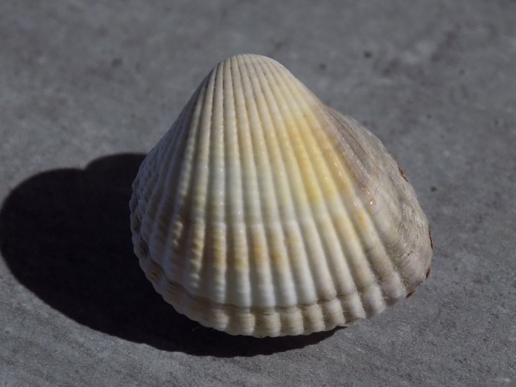 CARDIIDAE CERASTODERMA GLAUCUM v.Quadrata 