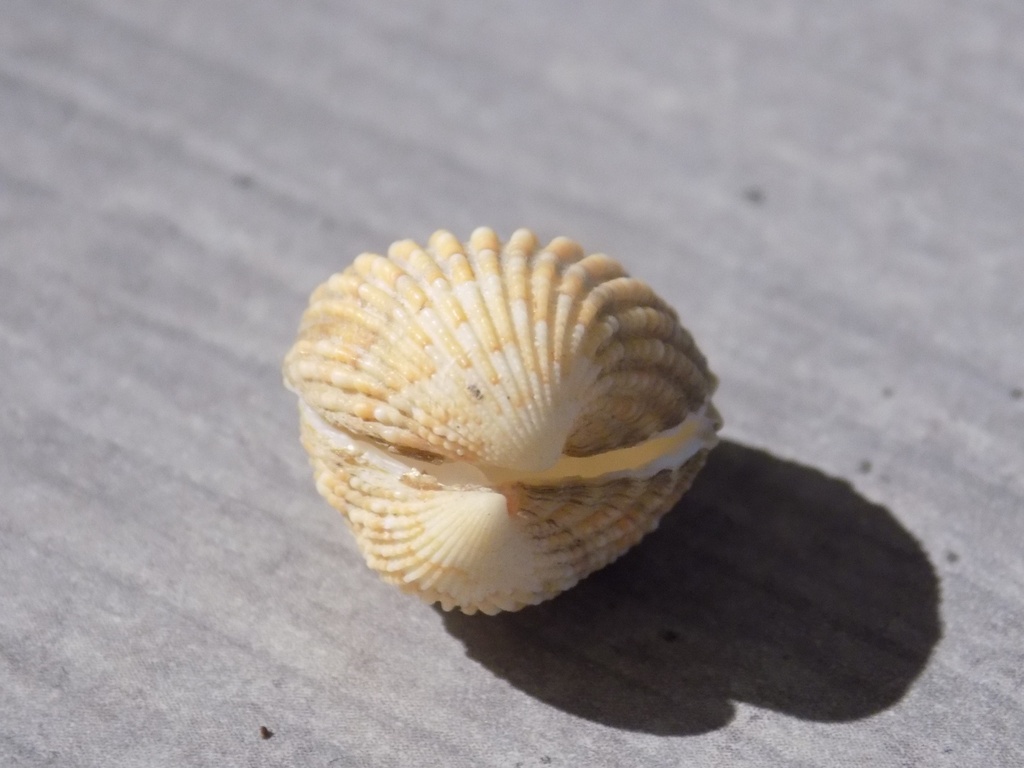 CARDIIDAE CARDITES ANTIQUATA v.Elata