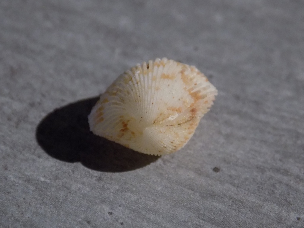 CARDIIDAE CARDITES CRASSICOSTA