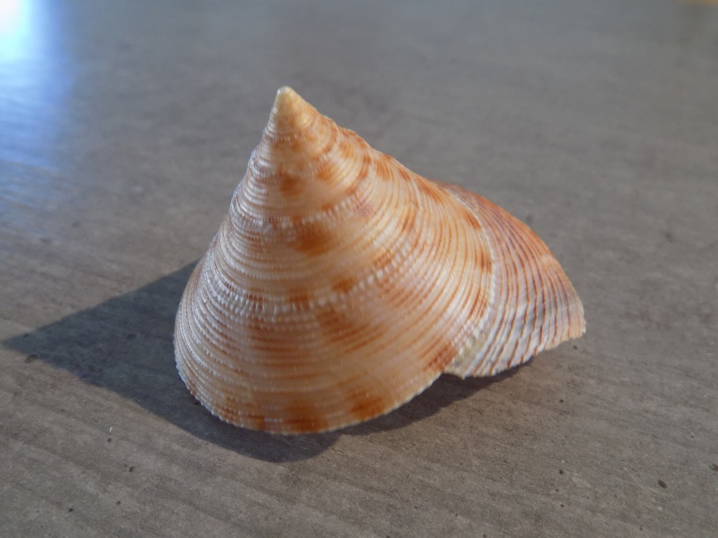 CALLIOSTOMATIDAE CALLIOSTOMA FORMOSENSE XL