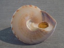 CALLIOSTOMATIDAE CALLIOSTOMA FORMOSENSE XL